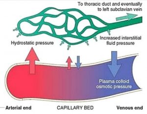 capillary bed