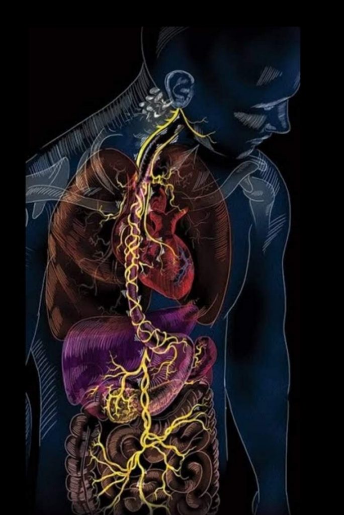 The Vagus Nerve